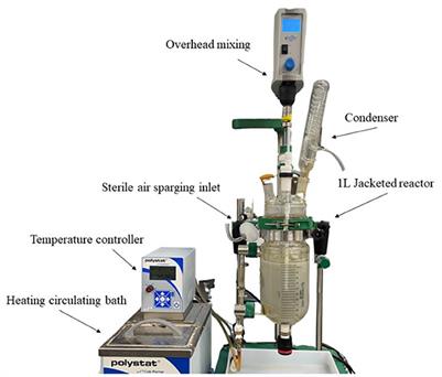 A developing novel alternative bio-oxidation approach to treat low-grade refractory sulfide ores at circumneutral pH